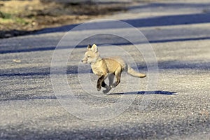 Fox Kit taking a stroll