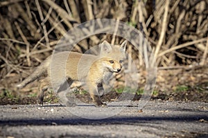 Fox Kit taking a stroll