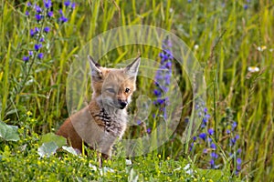 Fox kit & wild flowers.