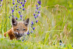 Fox kit & wild flowers.