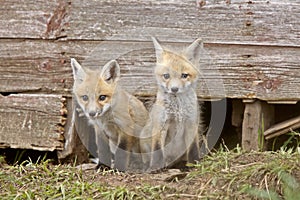 Fox Kits photo