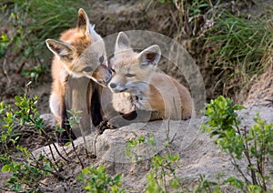 Fox Kits Canada