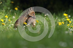 Fox kits on field with dandelions