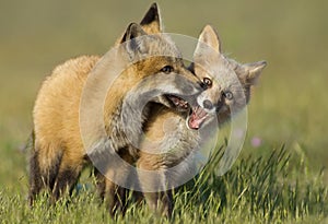 Fox Kits at Play