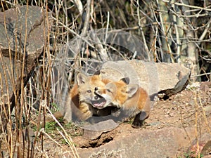 Fox Kits at Play