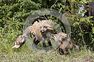 Fox and Kits photo