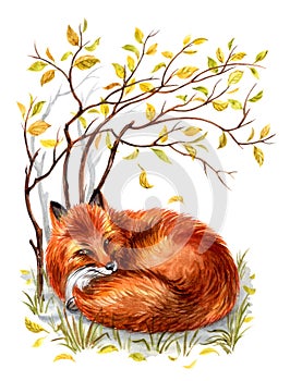 A fox lies under an autumn bush, watercolor