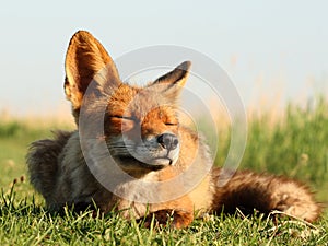 Fox likes the sun photo