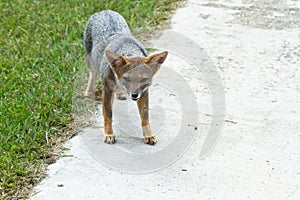 Fox looking at the camera in the backyard of a house close to green grass