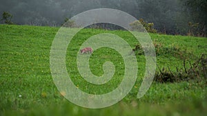 Fox looking for food on a green meadow