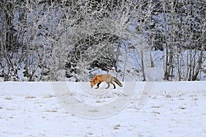 Fox Looking For Food in Winter