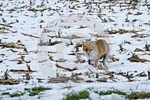 A fox looking for food in winter