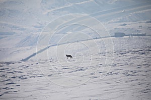 Fox looking for food in winter / Kars - Turkey