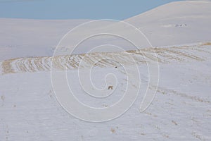 Fox looking for food in winter / Kars - Turkey