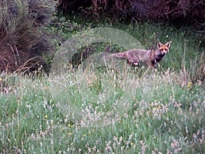 Fox looking at me - curious gaze