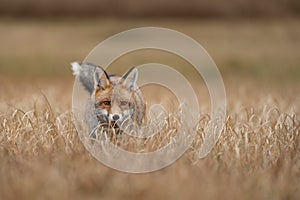 Fox looking from yellow grass. Hunter looking for his prey. Vulpes vulpes.