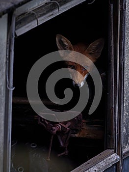 Fox looks through shed window