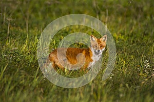 Fox in meadow