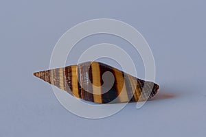 Fox Miter Shell. Vexillum vulpecula photo