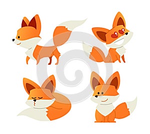 Fox- modern vector set of flat illustrations.