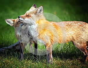 Fox Mom with Pup