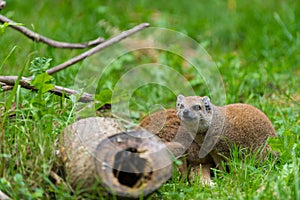 Fox mongoose looking behind wood