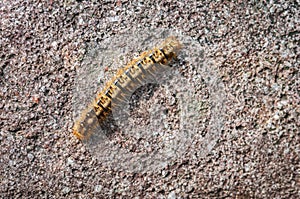 Fox Moth Caterpillar, Macrothylacia rubi