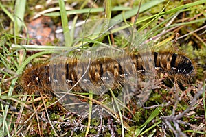 Northern Eggar Caterpillar photo