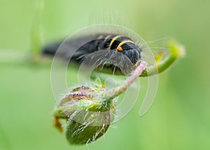 Fox moth (Macrothylacia rubi) early instar caterpillar