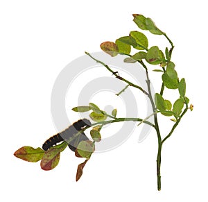 Fox moth, Macrothylacia rubi larva on blueberry sprigs isolated on white background