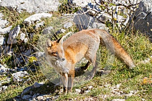 Fox national park of abruzzo