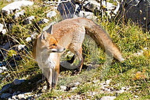 Fox national park of abruzzo