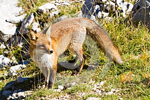 Fox national park of abruzzo