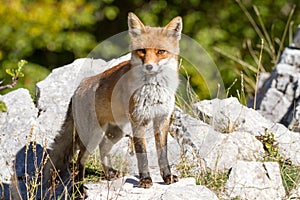 Fox national park of abruzzo