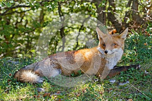 Fox national park of abruzzo
