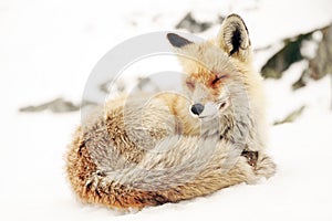 Fox in natural habitat. Winter and snow.