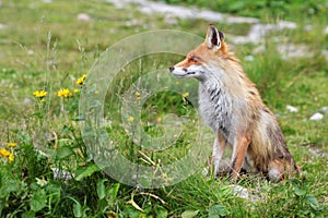 Fox in nature