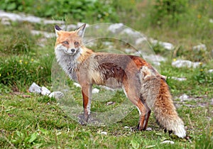 Fox in nature