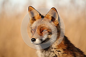 Fox Netherlands Oostvaardersplassen photo