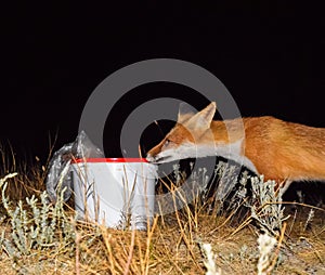 The fox at night is looking for food. The fox is next to a white
