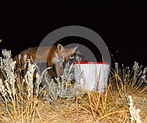 The fox at night is looking for food. The fox is next to a white