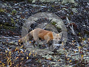 Fox Northwest Territories