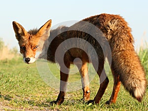 Fox Oostvaardersplassen