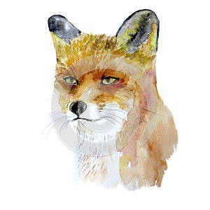 Fox painted with watercolor on paper