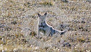 Fox in Pali Aike National Park, Patagonia, Chile