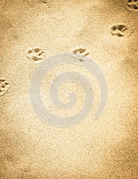 Fox paw prints on the sand. Nature background