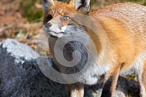 Fox