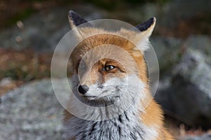 Fox