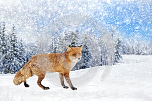 Fox portrait in nature