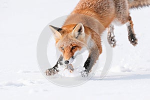Fox Pouncing in the Snow